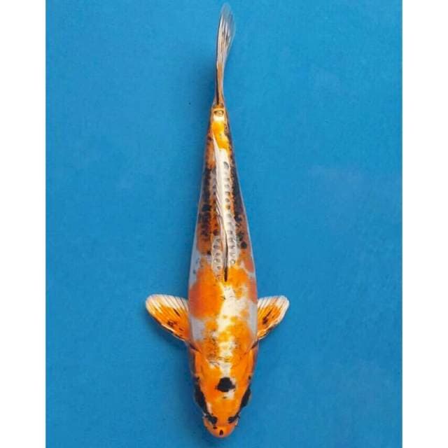 Okawa Kin Kiko