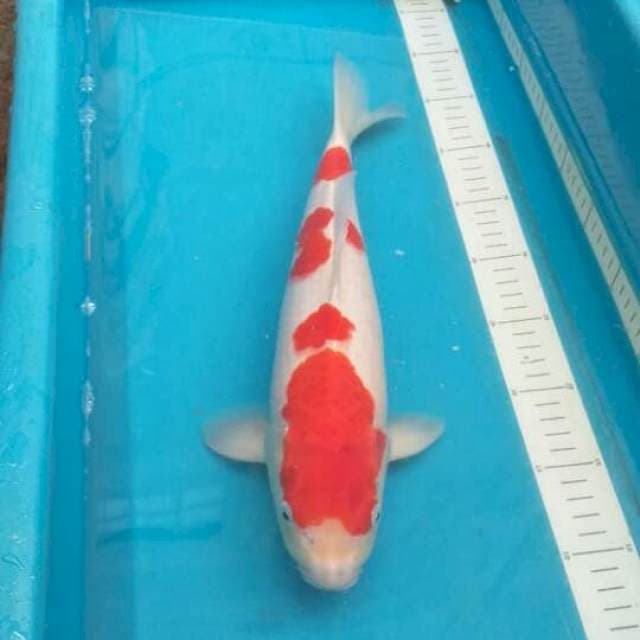 Yondan Kohaku