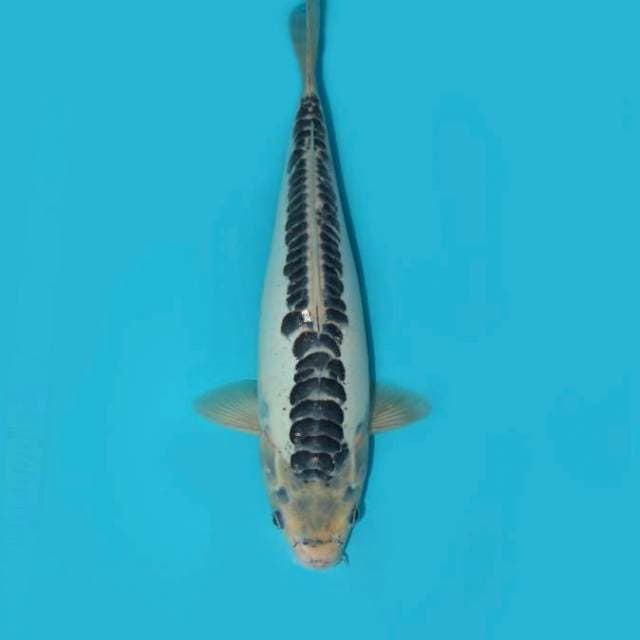 SHUSUI 36 CM