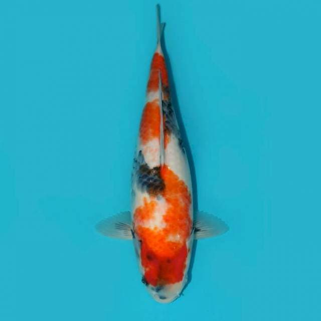 SHOWA 32 CM