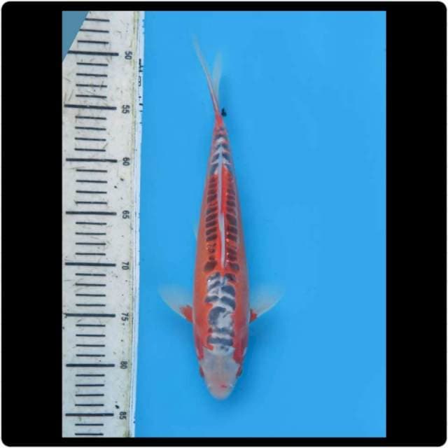 30cm - Female - F1 Shusui