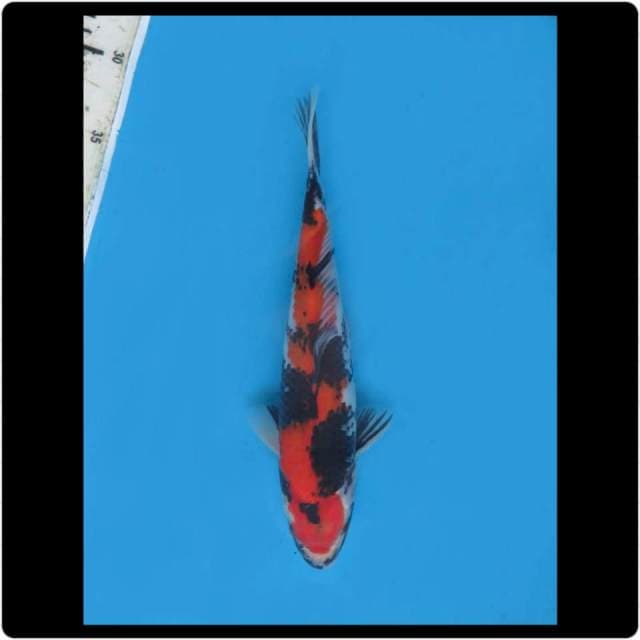 25cm - Male - Showa Sanshoku F1 Bahan