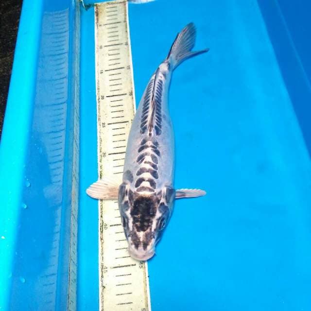 Hikari metalik 35 cm