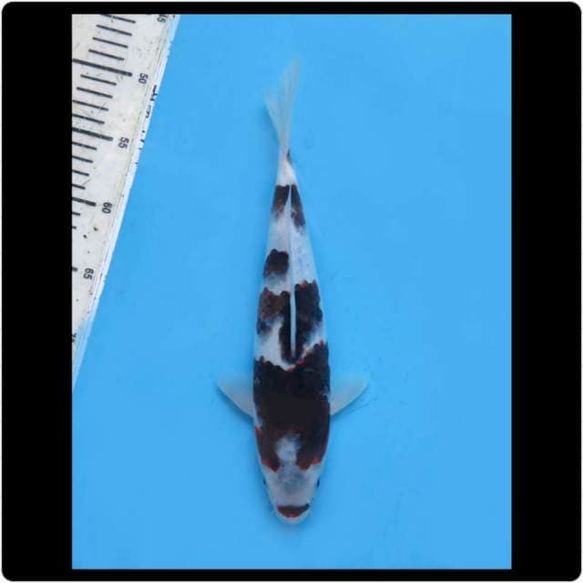 30cm - Male - Budo Goromo SQ