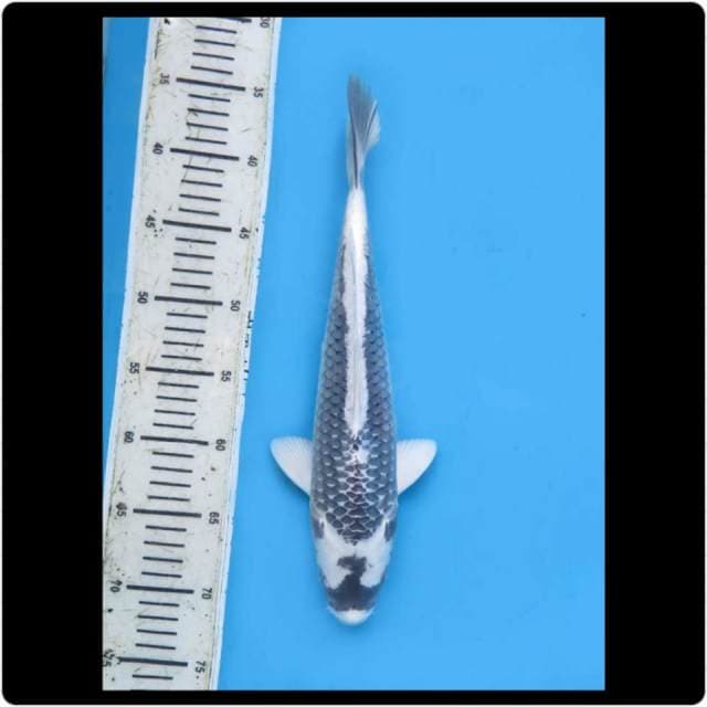 35cm - Male - Gin Kabuto SQ