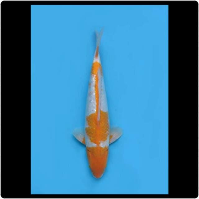 37cm - Male - Kijiro Ginrin Antik