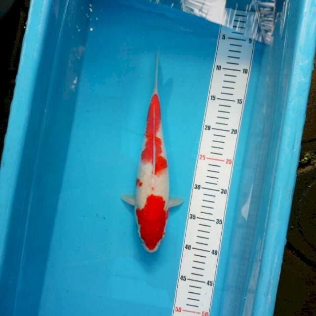 KOHAKU 3∅
