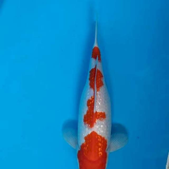 Kohaku