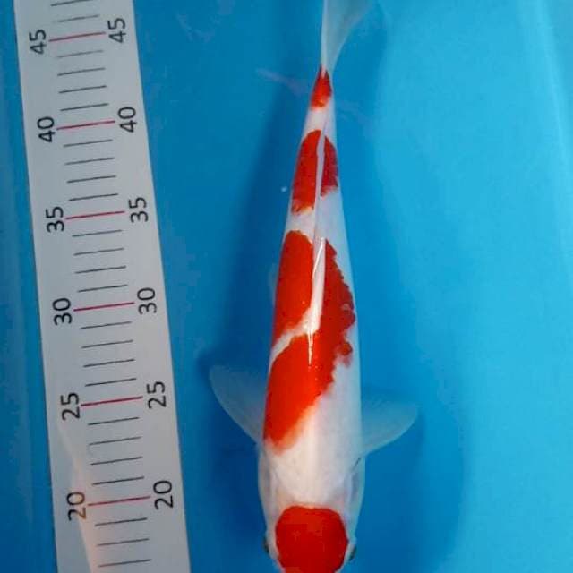 Kohaku