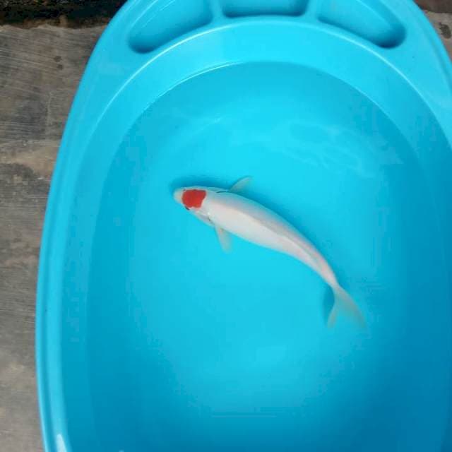 Bersih