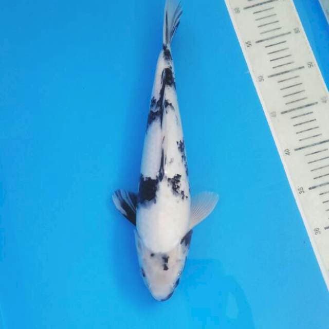 Shiro 36 cm Female