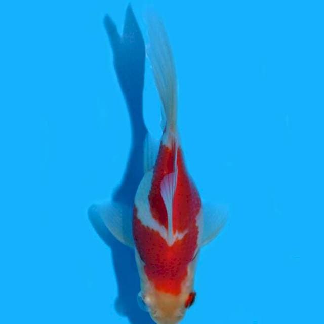 Tamasaba (Marushin) 13cm. Import & Sertifikat