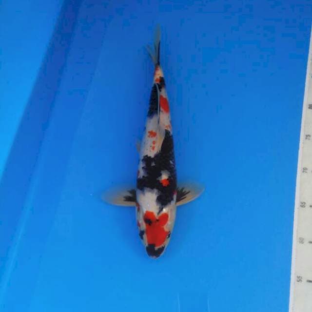 Kindai Showa Male