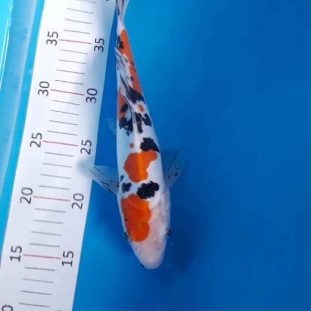 #SANKE DOITSU 27CM
