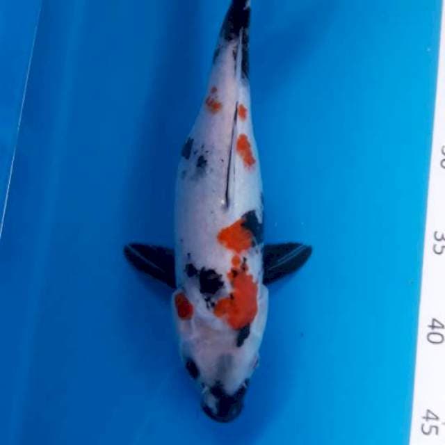 #KINDAI SHOWA 28cm