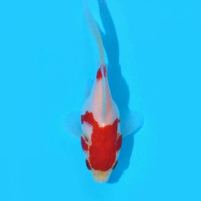 Tamasaba (Marushin) 10cm. Import & Sertifikat