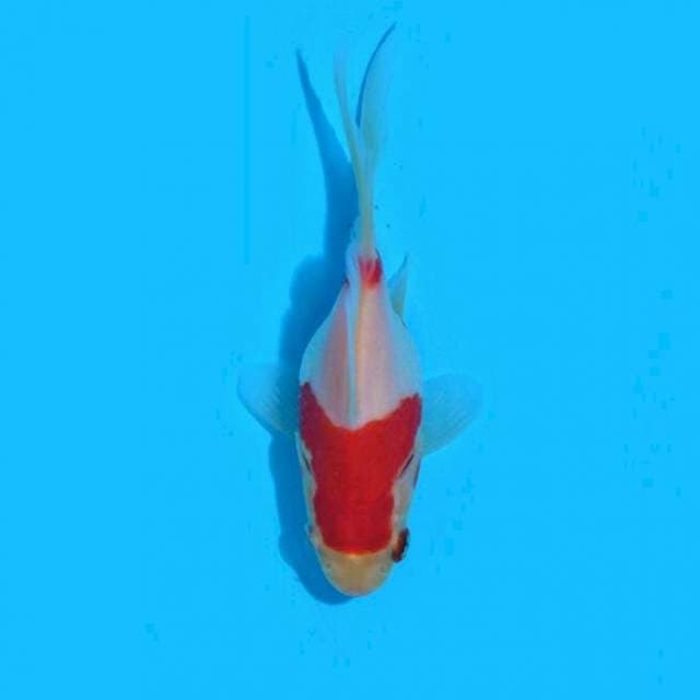 Tamasaba (Marushin) 10cm. Import & Sertifikat