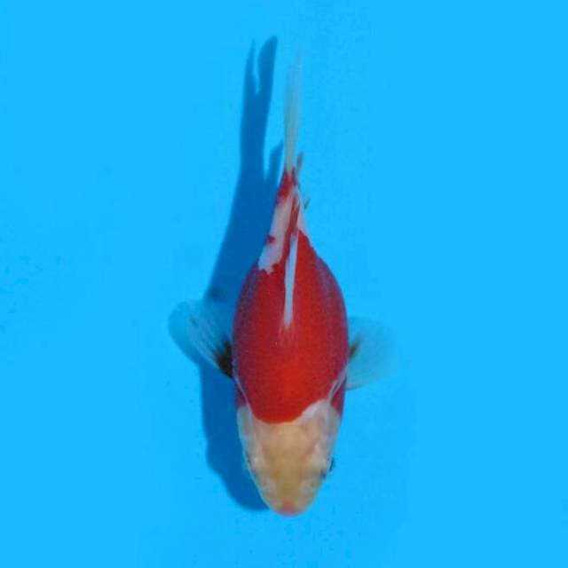 Tamasaba (Marushin) 9cm. Import & Sertifikat