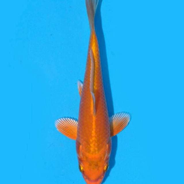 Orenji Ogon (Ozumi Ikarashi) 15cm. Import & Sertifikat