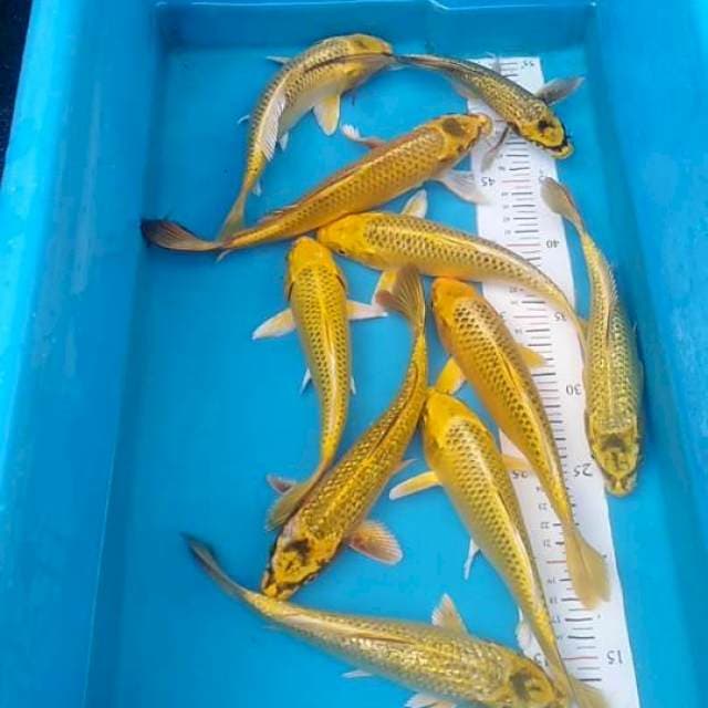 Pasukan Kuning