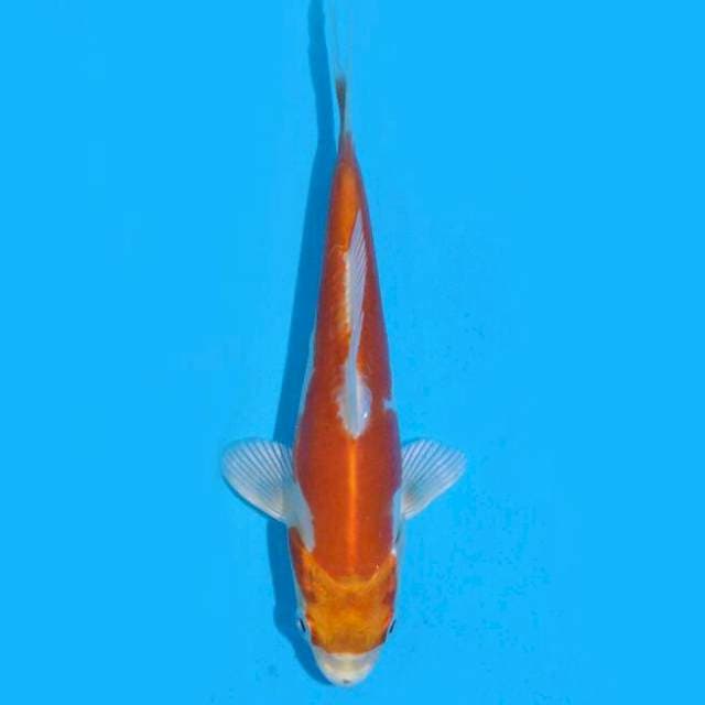 Kikusui (Ozumi Ikarashi) 14cm. Import & Sertifikat