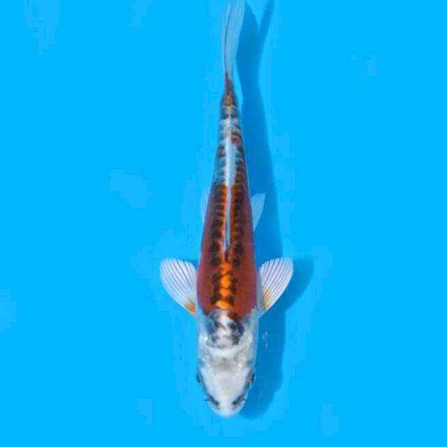 Beni Kikokuryu (Ozumi Ikarashi) 13cm. Import & Sertifikat