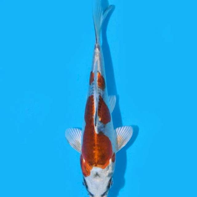 Beni Kikokuryu (Ozumi Ikarashi) 14cm. Import & Sertifikat