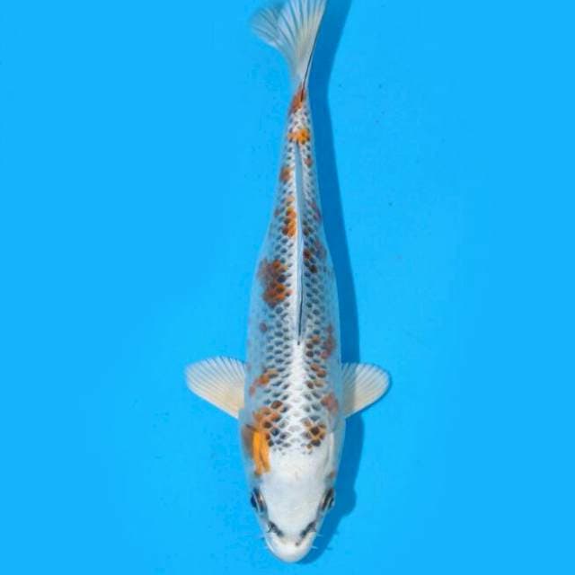 Kujaku (Aneto) 18cm. Import & Sertifikat