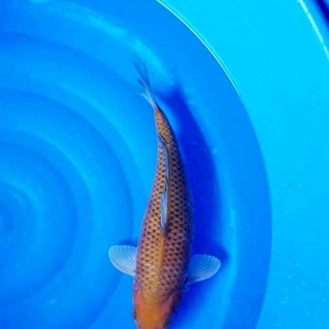 JUMBO CHAGOI