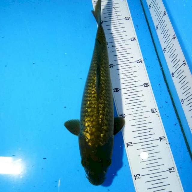 TYK Chagoi Ginrin 32cm