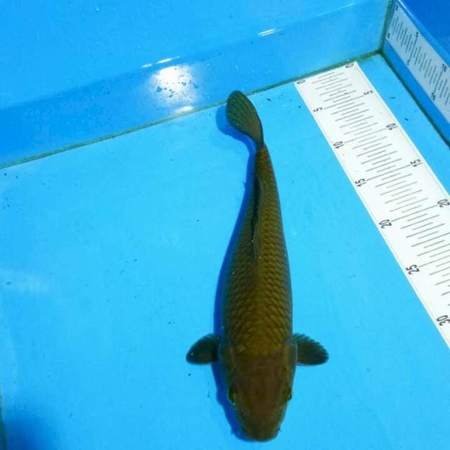 TYK Chagoi 32cm