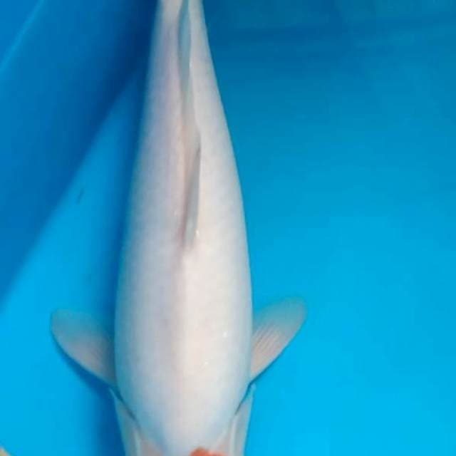 Tancho jumbo