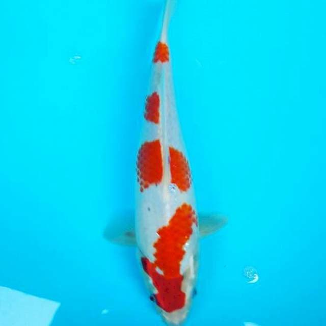 Inori 30cm