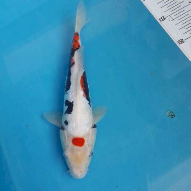Maruten benikumonrio