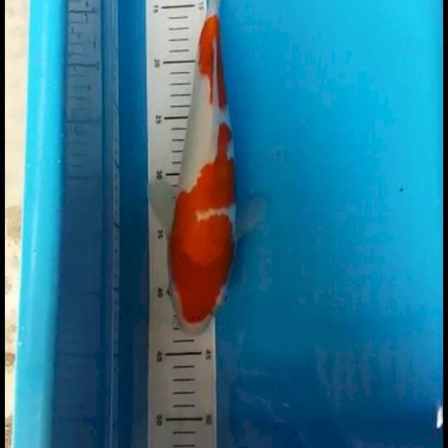 Kohaku sisik