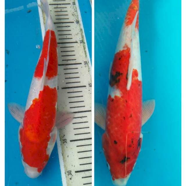 Kuhaku36 showa42