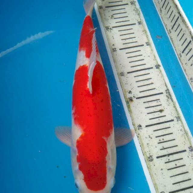 Sanke 35cm