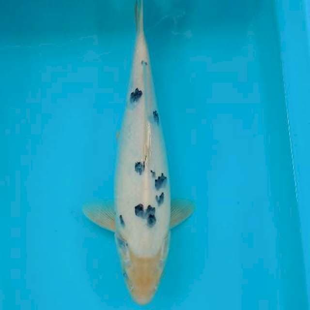 BEKKO 34 CM