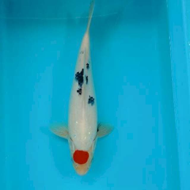 TANCHO SANKE 32 CM