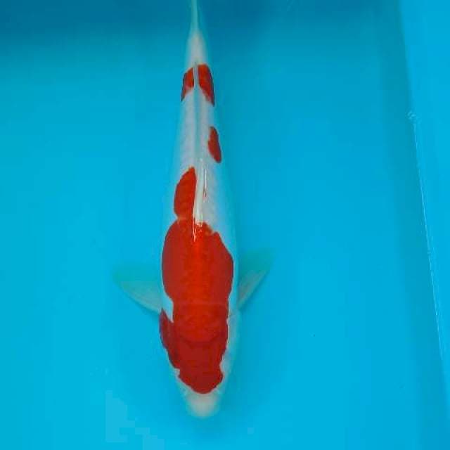 KOHAKU DOIT 34 CM