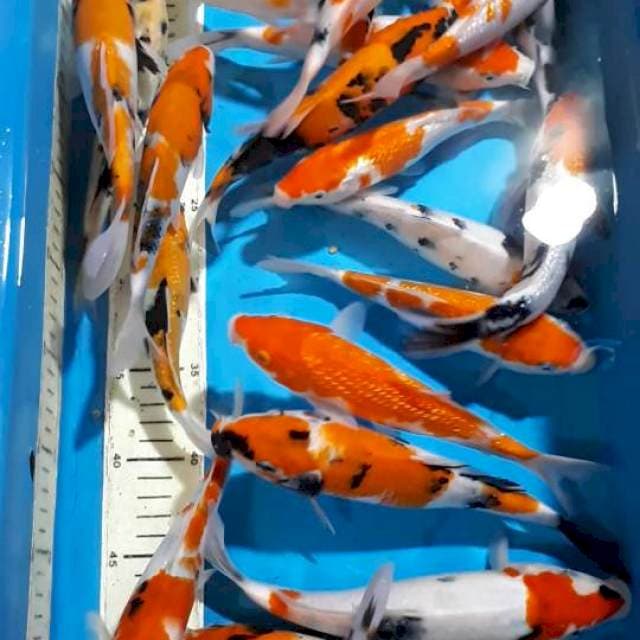 SANKE KOHAKU SHOWA 17 SAMPAI 22 CM