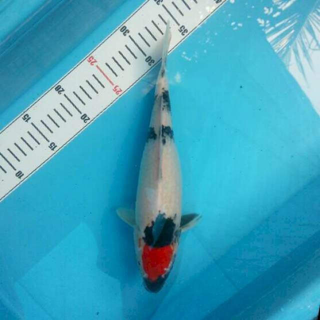 Tancho SHOWA 28cm