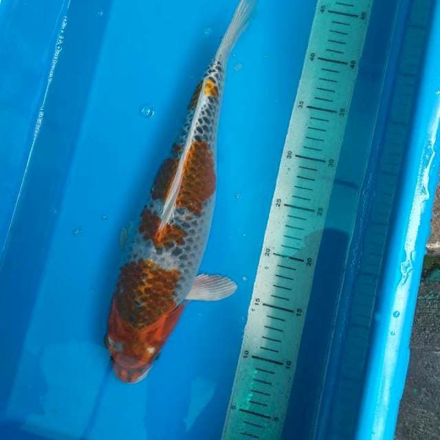 Kujaku 37cm