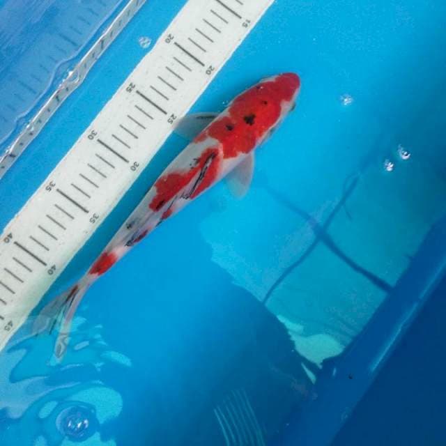 Sanke 28cm