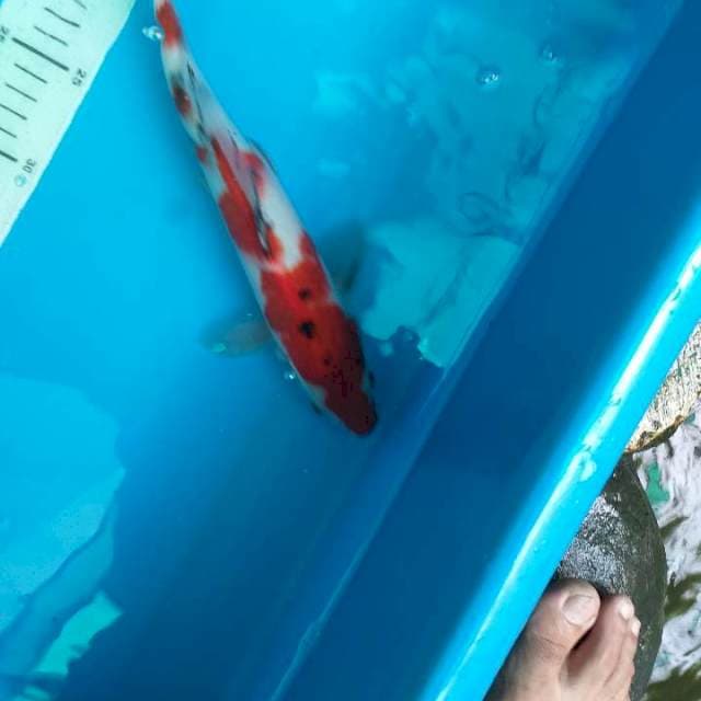 Sanke 28cm