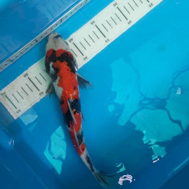 Showa 29cm