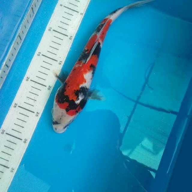 Showa 29cm