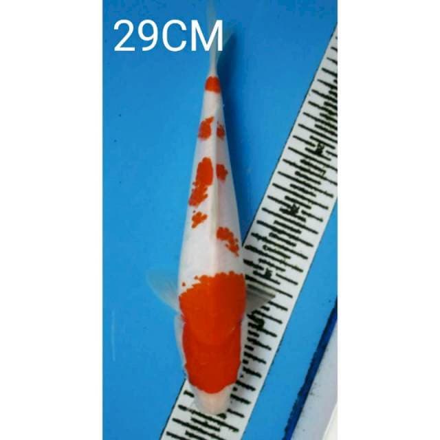 Kohaku 29CM