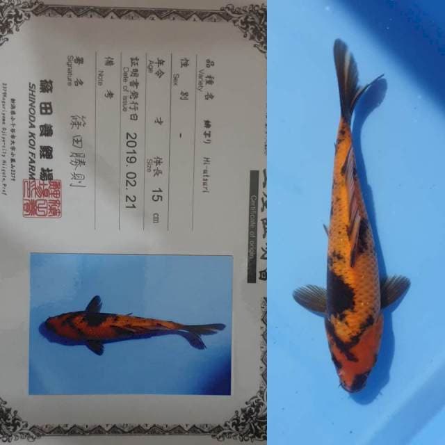 Hi utsuri shinoda serti