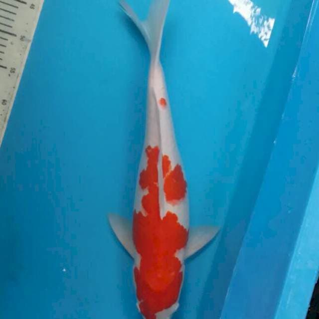 Kohaku